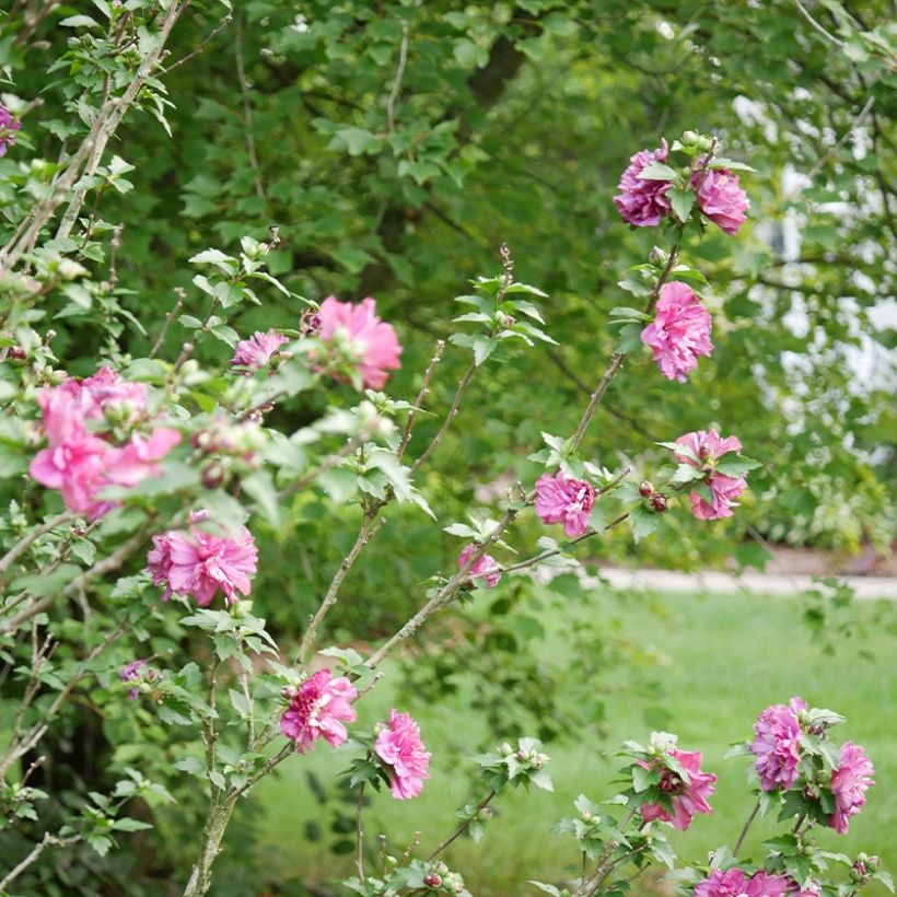 Hibiscus syriacus Duc de Brabant - Rose of Sharon (Plant habit)