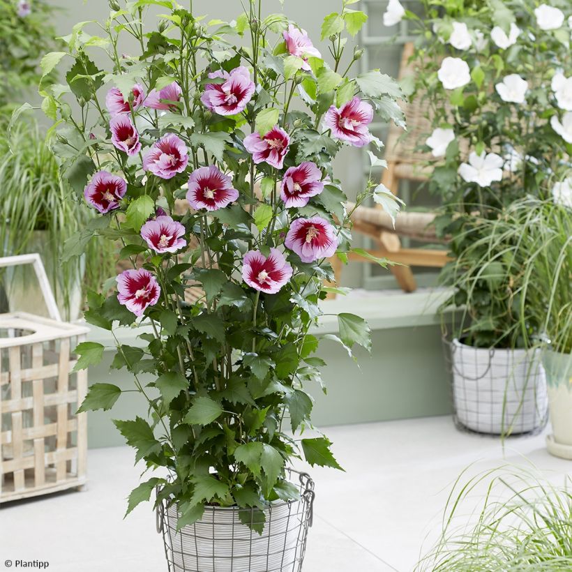 Hibiscus syriacus Flower Tower Purple - Rose of Sharon (Plant habit)