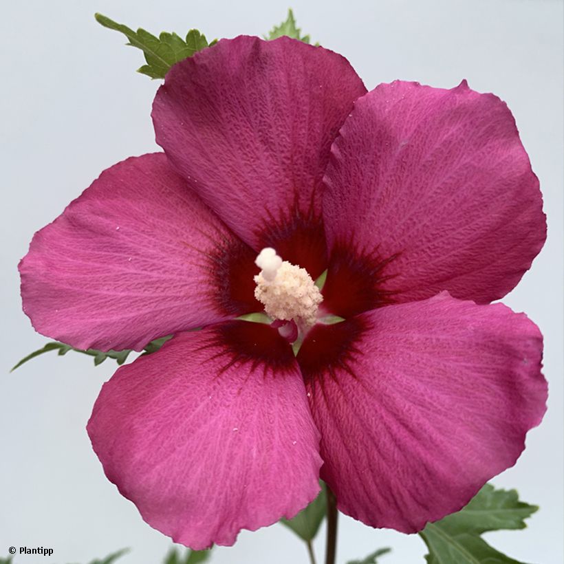 Hibiscus syriacus Flower Tower Ruby - Rose of Sharon (Flowering)