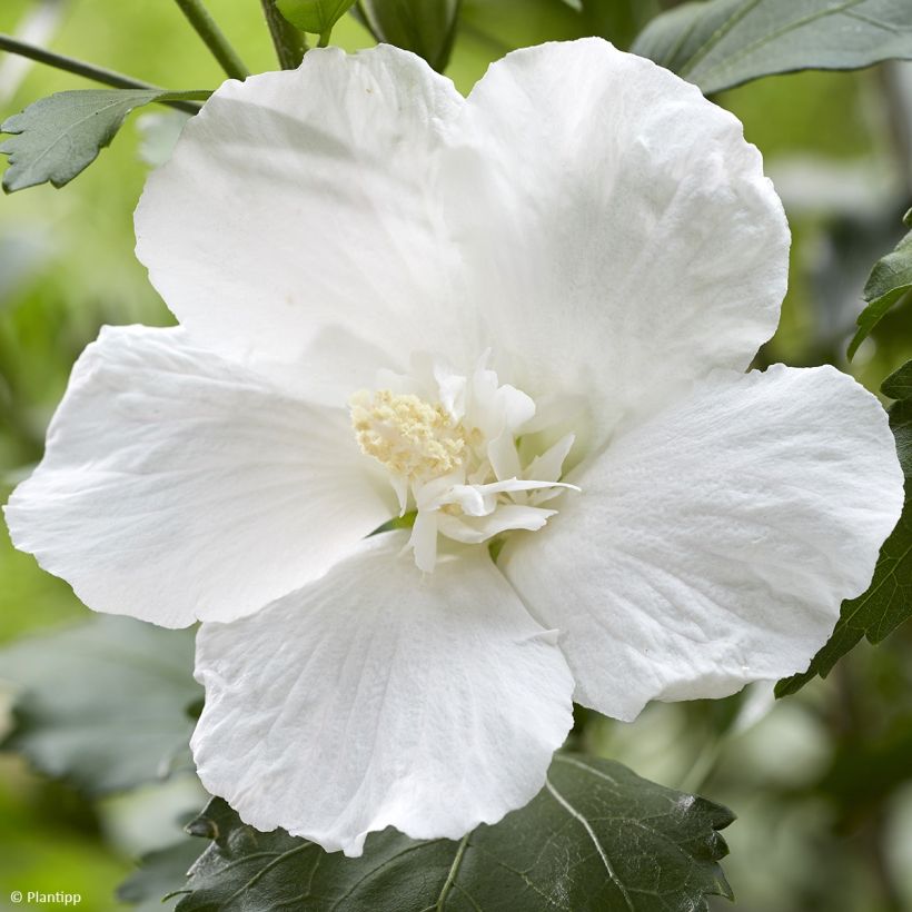 Hibiscus syriacus Flower Tower White - Rose of Sharon (Flowering)