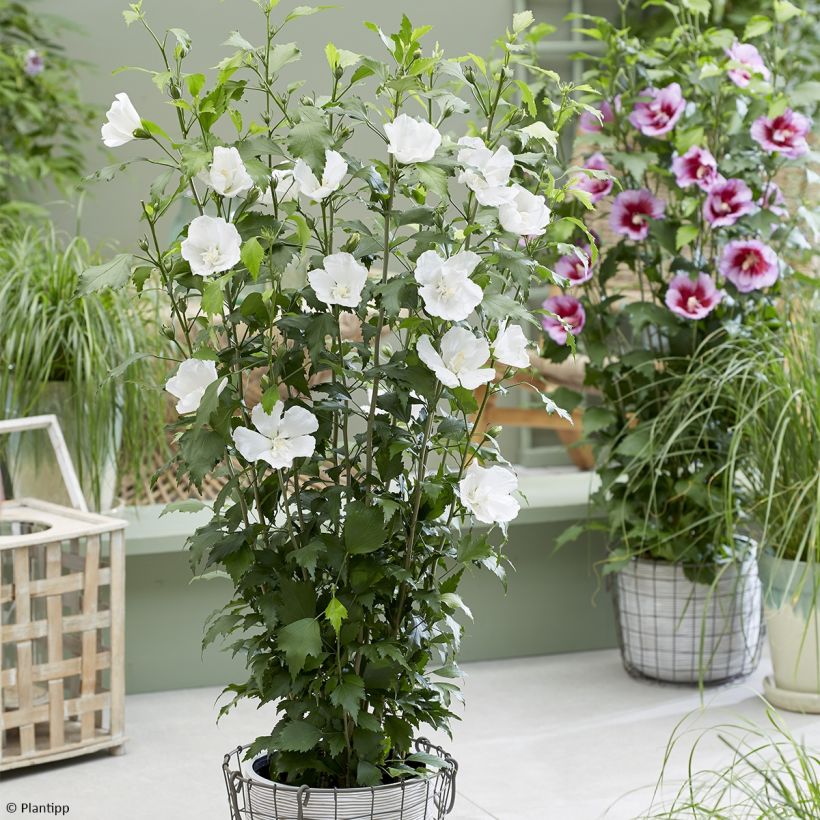 Hibiscus syriacus Flower Tower White - Rose of Sharon (Plant habit)