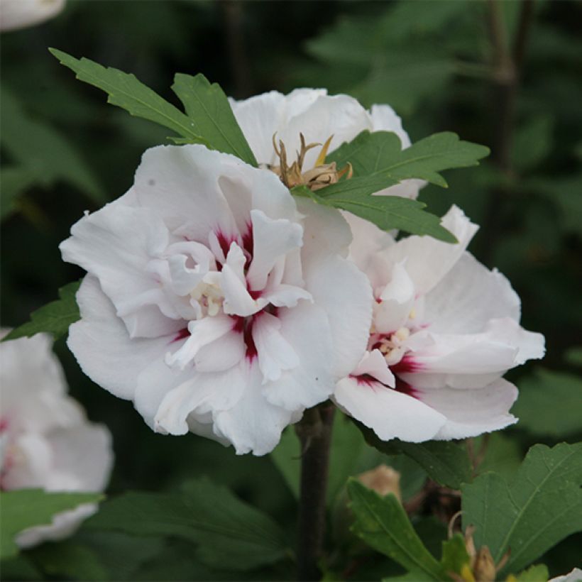 Hibiscus syriacus Lady Stanley - Rose of Sharon (Flowering)