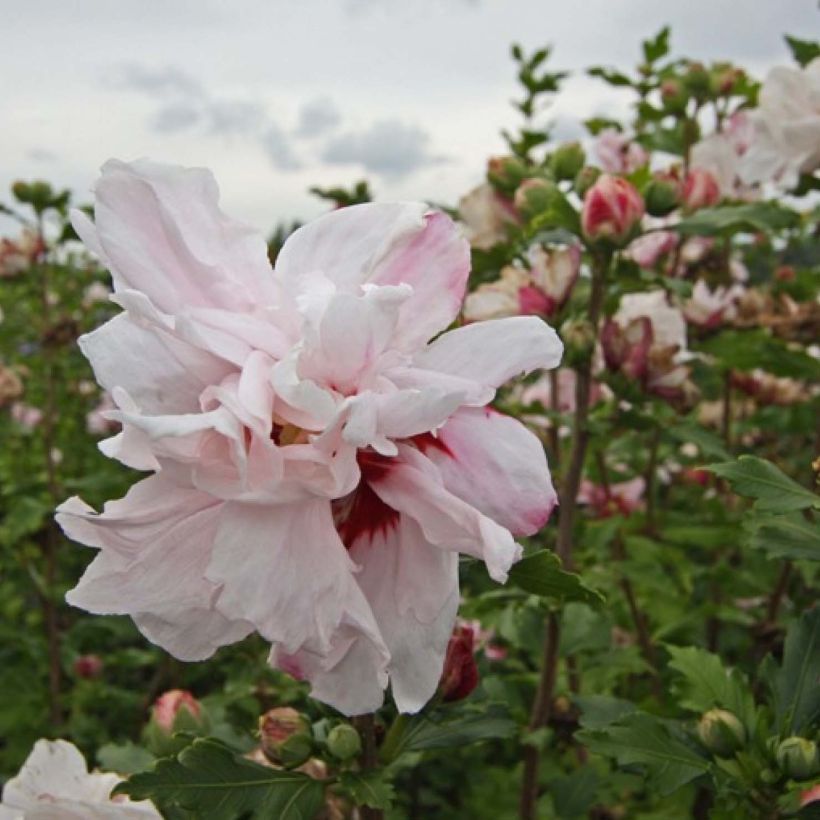 Hibiscus syriacus Leopoldii - Rose of Sharon (Flowering)