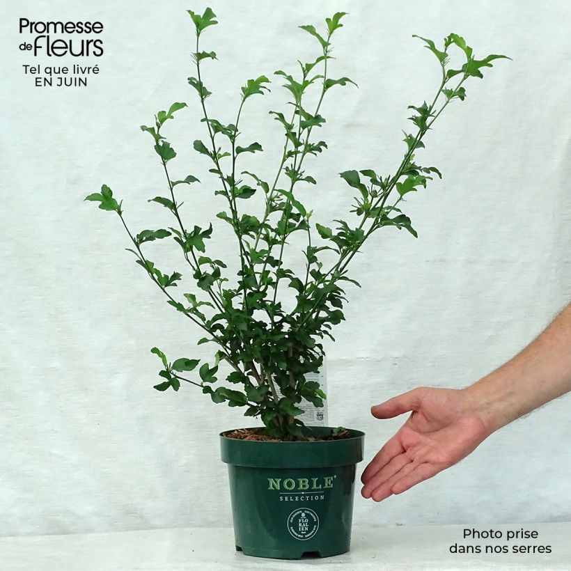 Hibiscus syriacus Magenta Chiffon - Rose of Sharon 3L/4L pot sample as delivered in summer