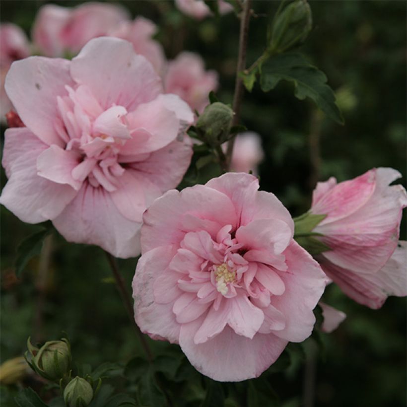 Hibiscus syriacus Pink Chiffon - Rose of Sharon (Flowering)
