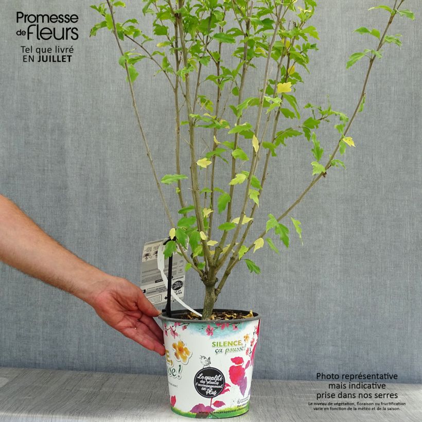Hibiscus syriacus Pinky Spot - Rose of Sharon 4L/5L potShipped height around 30+cm sample as delivered in summer