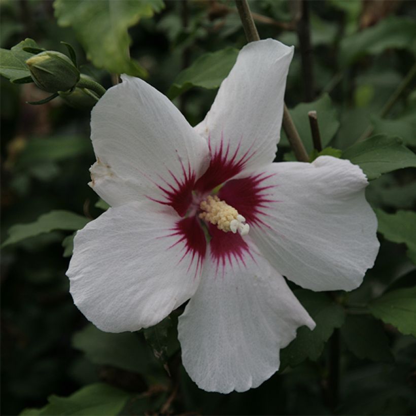 Hibiscus syriacus Shintaeyang - Rose of Sharon (Flowering)
