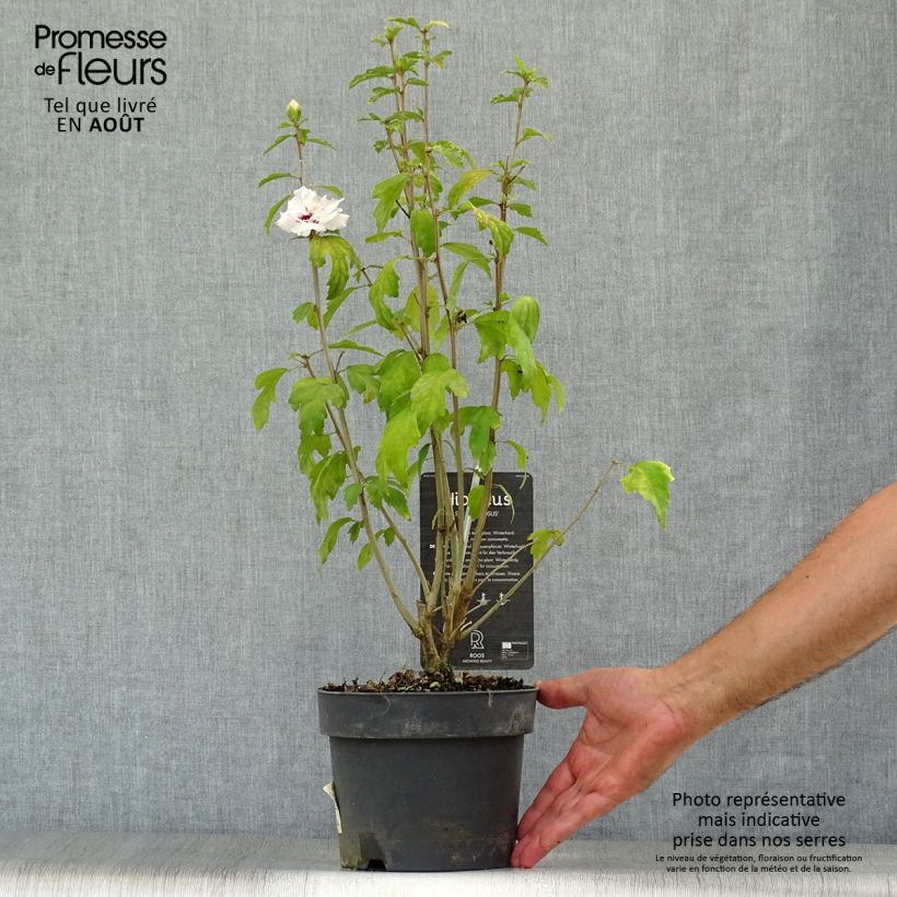 Hibiscus syriacus Speciosus - Rose of Sharon 2L/3L pot sample as delivered in summer
