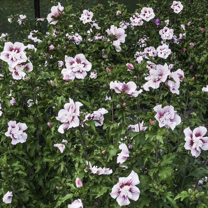 Hibiscus syriacus Starburst Chiffon - Rose of Sharon (Flowering)