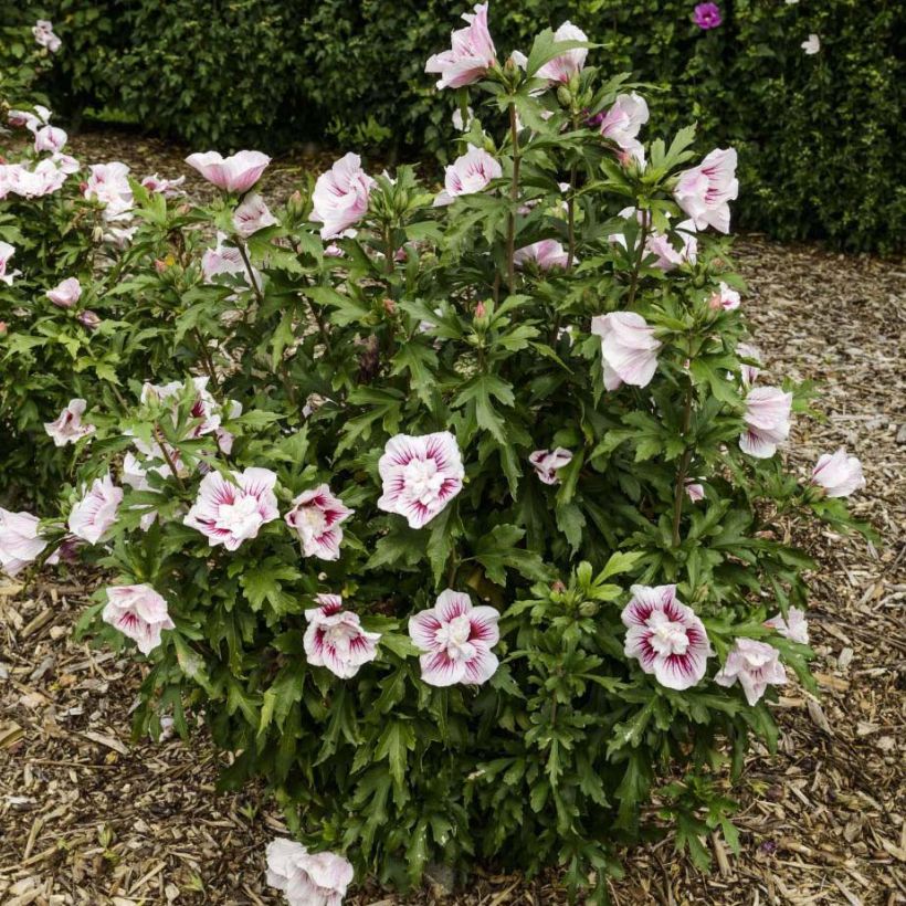 Hibiscus syriacus Starburst Chiffon - Rose of Sharon (Plant habit)