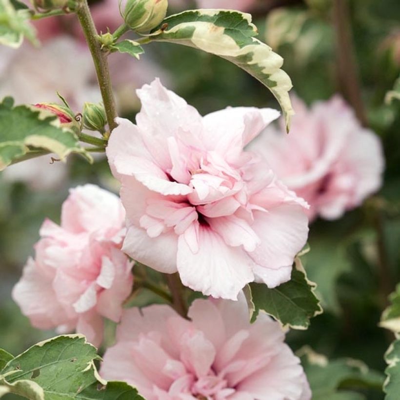 Hibiscus syriacus Sugar Tip - Rose of Sharon (Flowering)