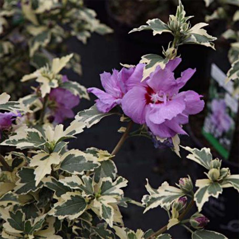 Hibiscus syriacus Summer Ruffle - Rose of Sharon (Flowering)