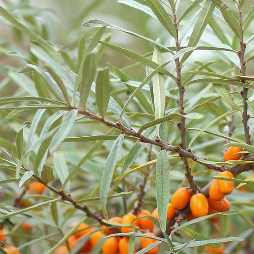 Hippophae rhamnoides Friesdorfer Orange (Foliage)