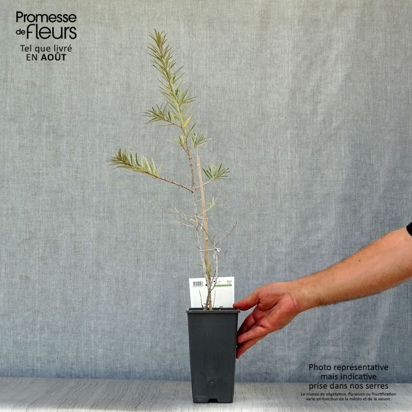 Hippophae rhamnoides Friesdorfer Orange 1.5L/2L pot sample as delivered in summer