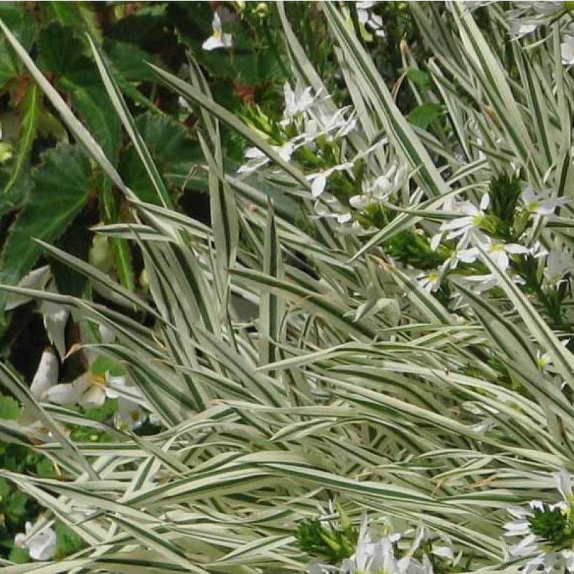 Holcus mollis Albovariegatus - Variegated creeping soft grass (Foliage)