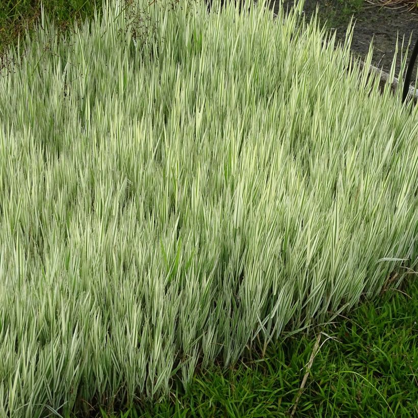 Holcus mollis Albovariegatus - Variegated creeping soft grass (Plant habit)