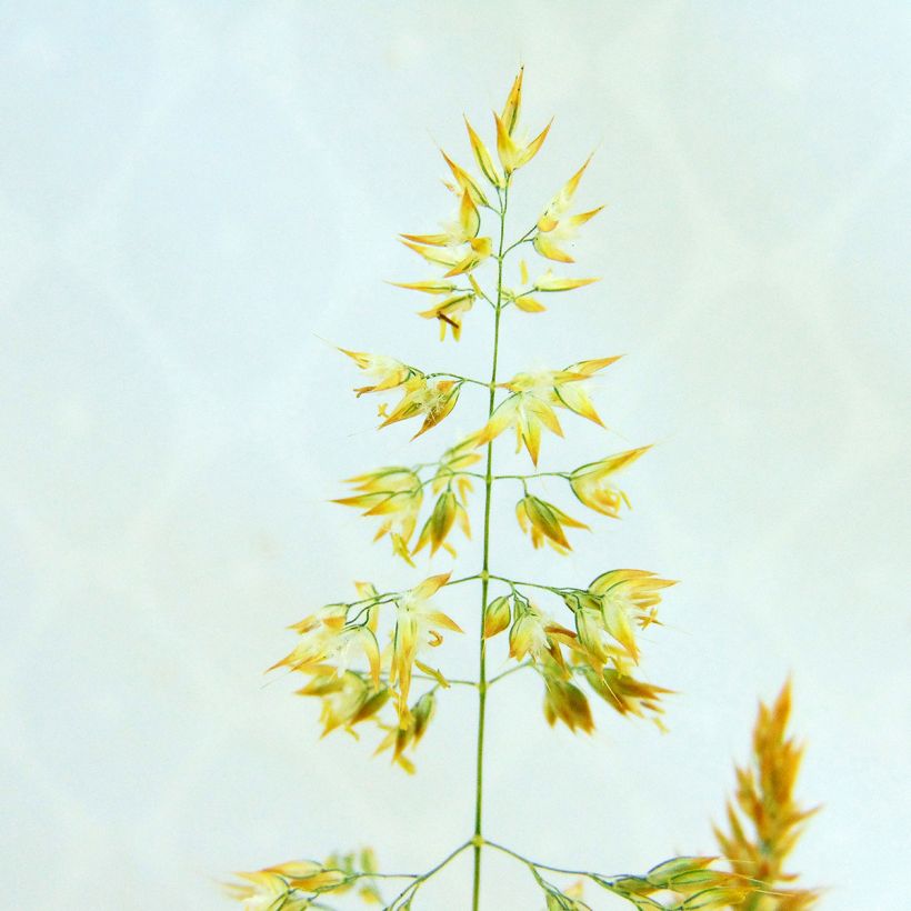 Holcus mollis Albovariegatus - Variegated creeping soft grass (Flowering)