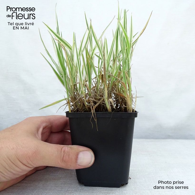 Holcus mollis Albovariegatus - Variegated creeping soft grass sample as delivered in spring