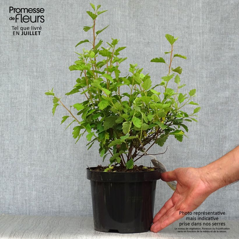Holodiscus discolor 4L/5L pot sample as delivered in summer