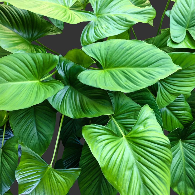 Homalomena wallisii Emerald Gem (Foliage)