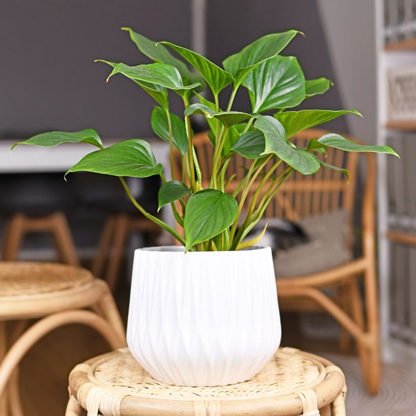 Homalomena wallisii Emerald Gem (Plant habit)