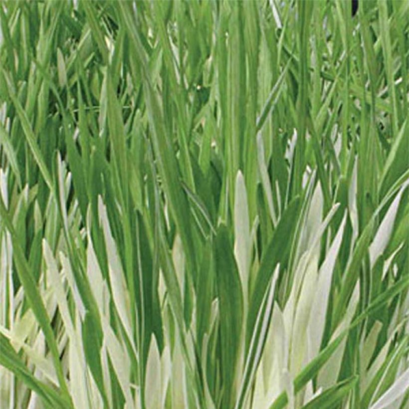 Hordeum vulgare Variegata - Barley (Foliage)