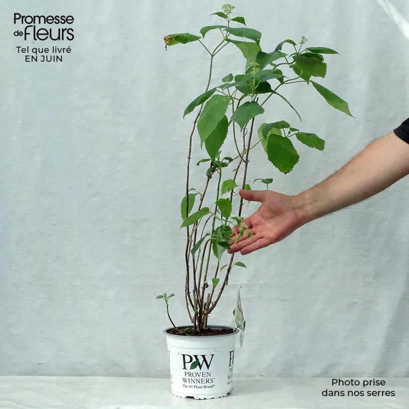 Hydrangea arborescens Lime Rickey 2L/3L pot sample as delivered in summer