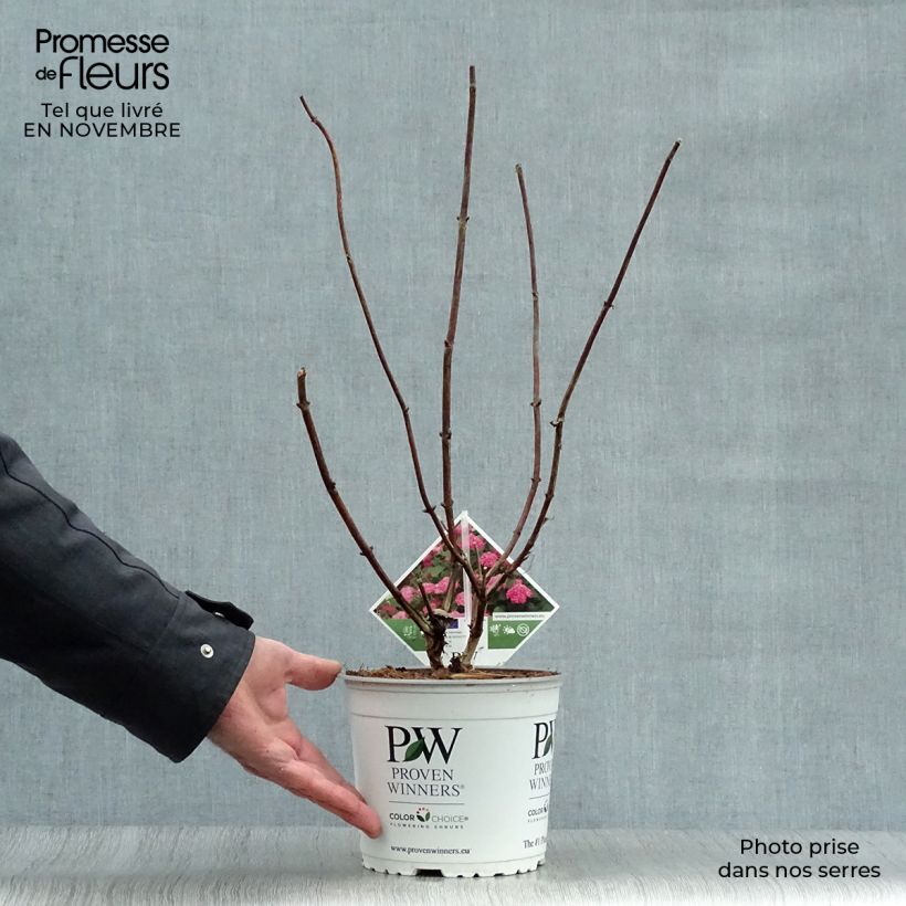 Hortensia - Hydrangea arborescens Pink Annabelle ou Invincibelle®  en pot de 2L/3L sample as delivered in autumn