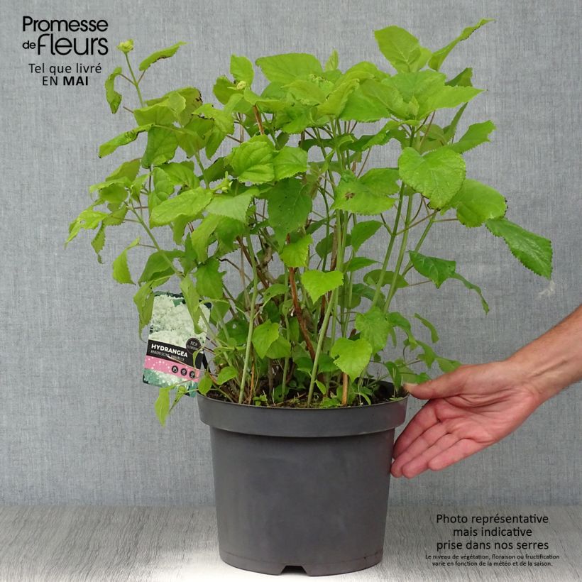 Hydrangea arborescens Pink Annabelle - Invicibelle 7.5L/10L potShipped height around 50+cm sample as delivered in spring
