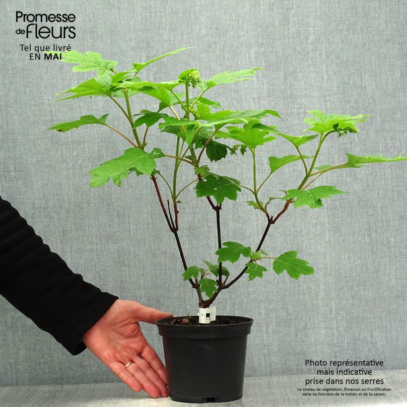 Hydrangea aspera subsp. sargentiana Goldrush 2L/3L potShipped height around 15/20cm sample as delivered in spring