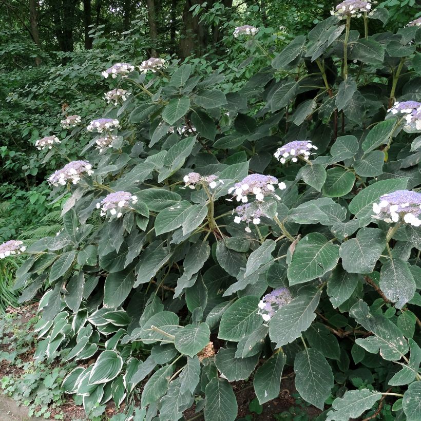 Hydrangea aspera Villosa (Plant habit)