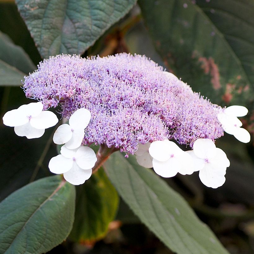 Hydrangea aspera Velvet & Lace (Flowering)