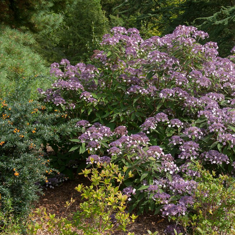 Hydrangea aspera Velvet & Lace (Plant habit)