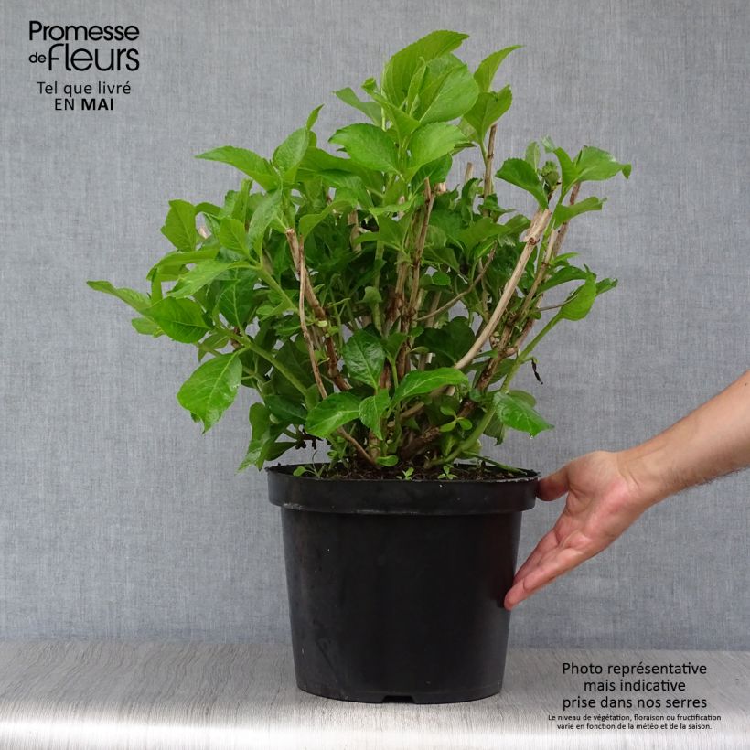 Hydrangea macrophylla Ayesha 7.5L/10L potShipped height around 40/50cm sample as delivered in spring
