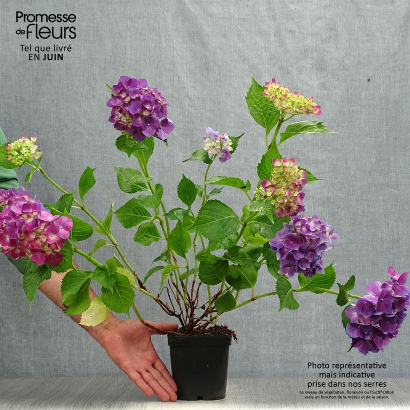 Hydrangea macrophylla Bodensee 2L/3L potShipped height around 20/30cm sample as delivered in summer