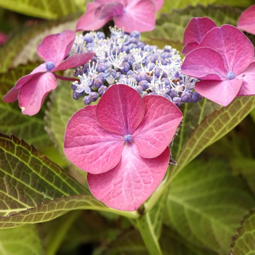 Hydrangea macrophylla Dark Angel Purple (Flowering)
