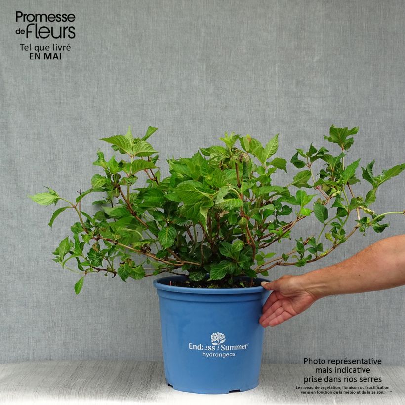 Hydrangea macrophylla Endless Summer Twist and Shout 7.5L/10L potShipped height around 40/50cm sample as delivered in spring