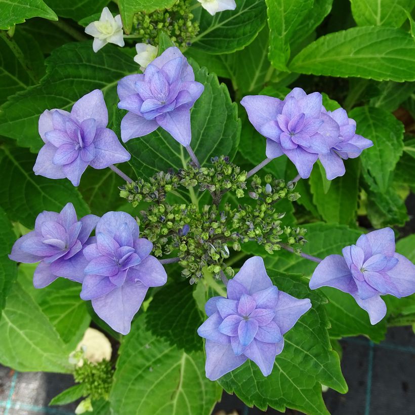 Hydrangea macrophylla Étoile Violette (Flowering)