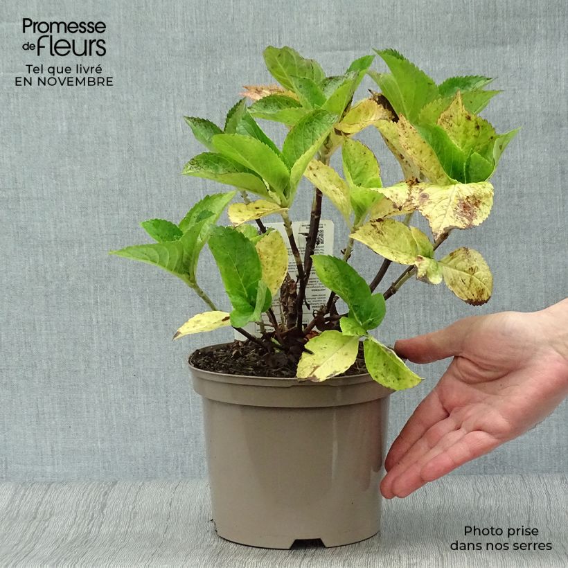 Hydrangea macrophylla Gertrud Glahn 2L/3L pot sample as delivered in autumn
