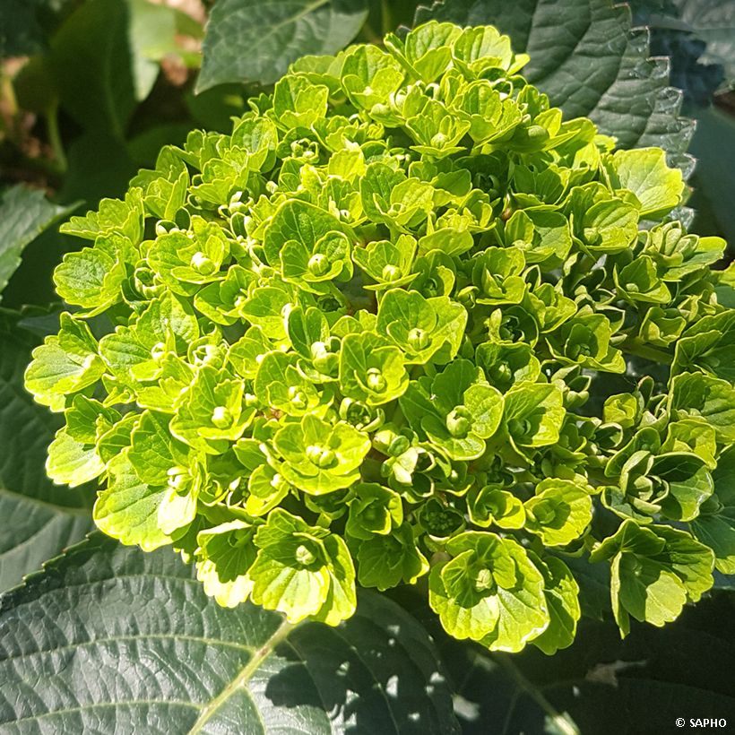 Hydrangea macrophylla Green (Flowering)