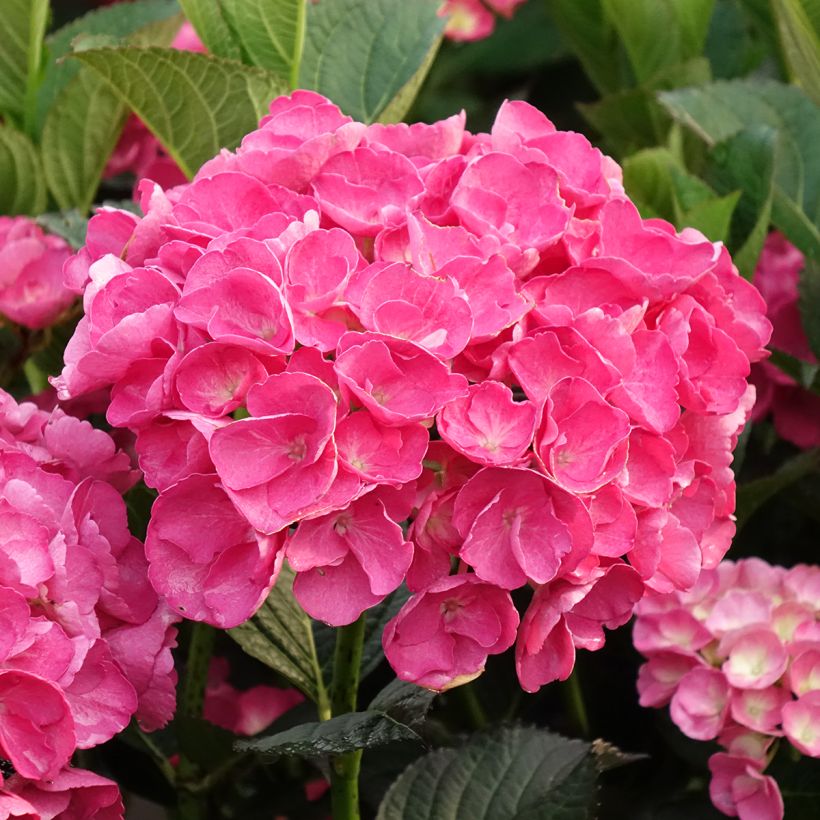 Hydrangea macrophylla Julisa (Flowering)
