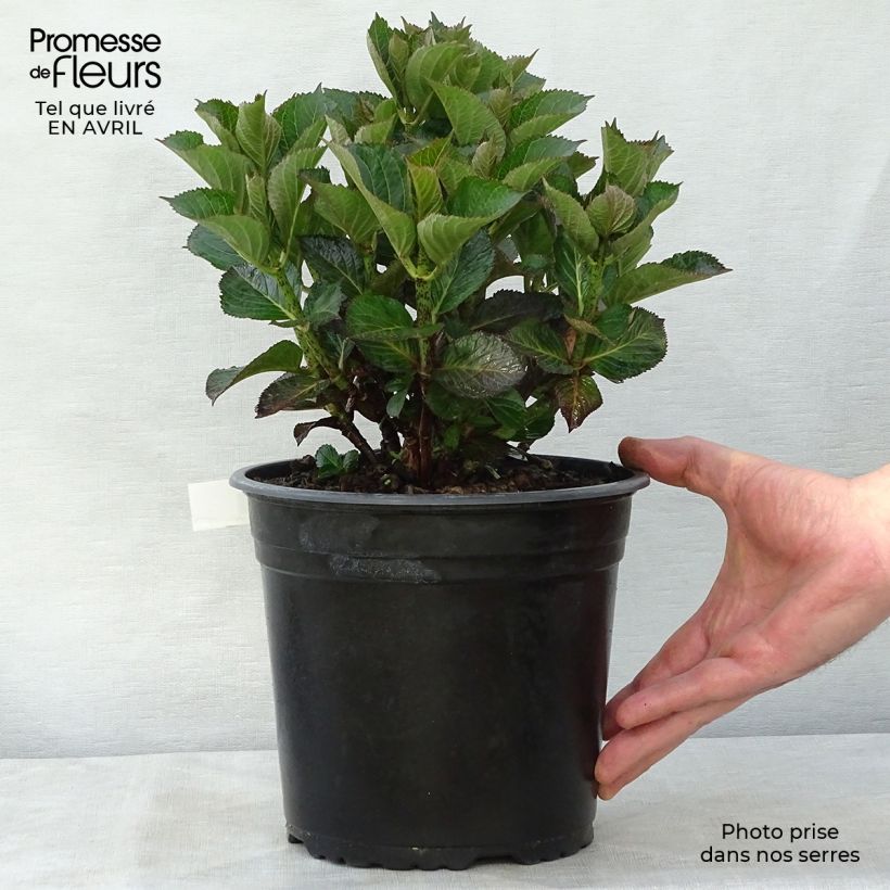 Hydrangea macrophylla Julisa 4L/5L potShipped height around 20/30 cmcm sample as delivered in spring