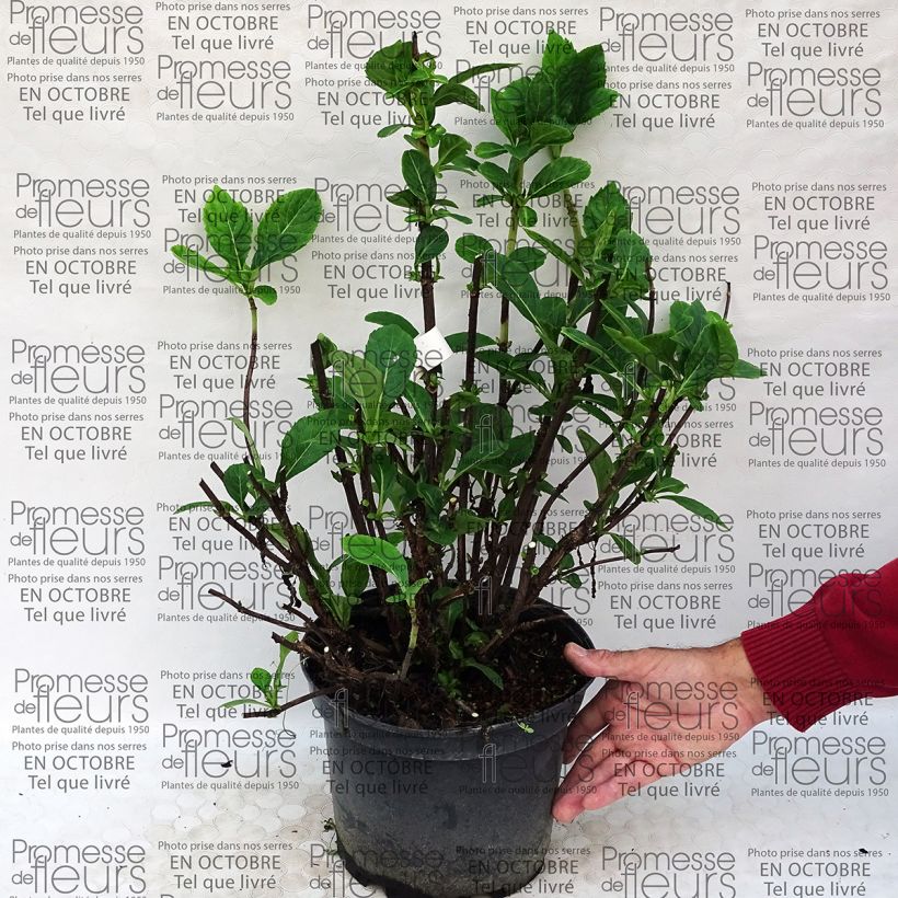 Example of Hydrangea macrophylla Rendez-Vous - La Vie en Rose specimen as delivered