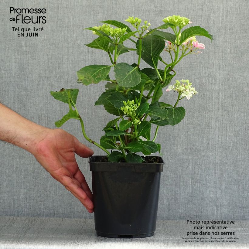 Hydrangea macrophylla Frau Nobuko 2L/3L pot sample as delivered in summer