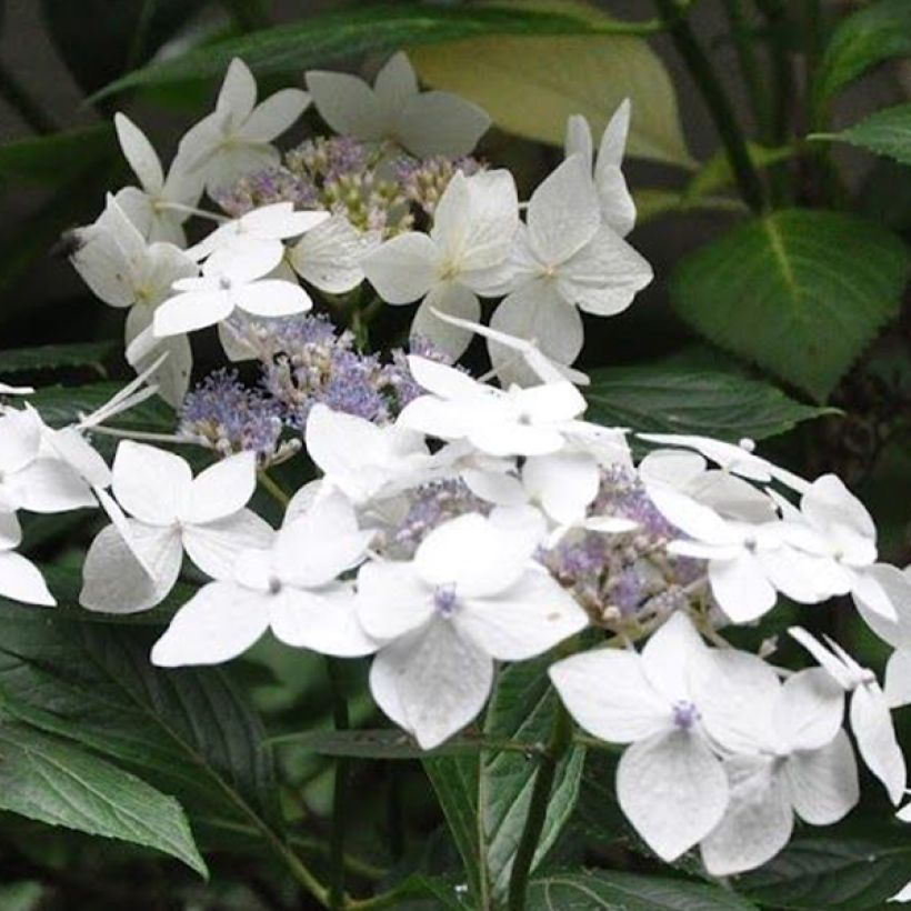 Hydrangea macrophylla Lanarth White (Flowering)