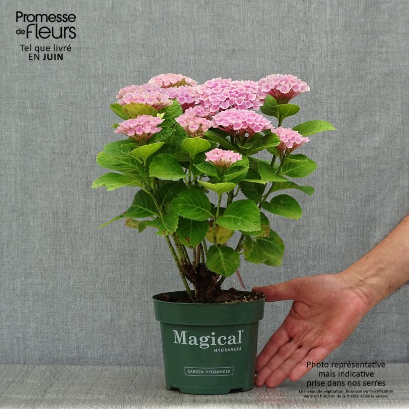 Hydrangea macrophylla Magical Revolution Pink 2L/3L pot sample as delivered in summer