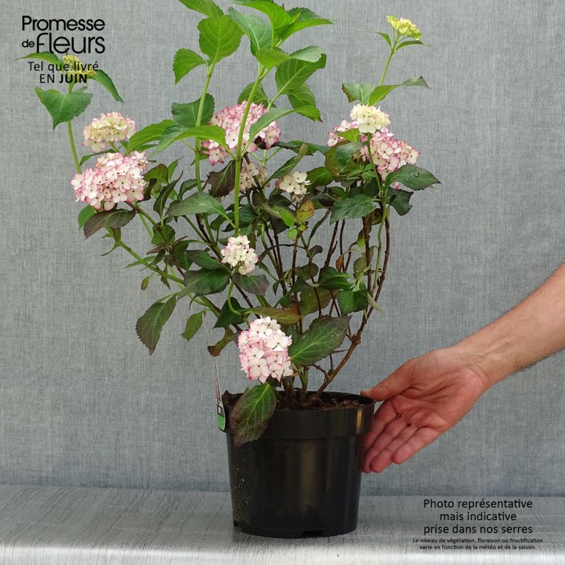 Hydrangea macrophylla Miraï 3L/4L potShipped height around 40/50cm sample as delivered in summer