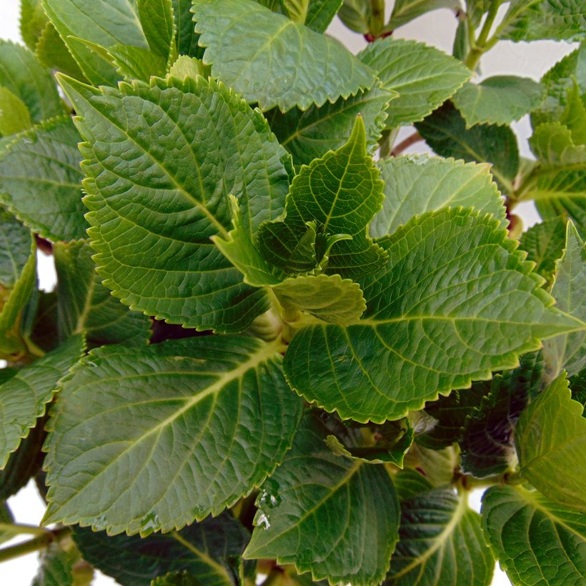 Hydrangea macrophylla Renate Steiniger (Foliage)