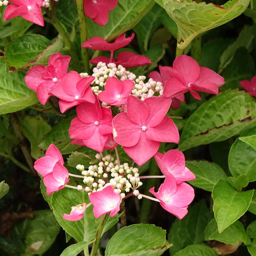 Hydrangea macrophylla Rotschwanz (Flowering)