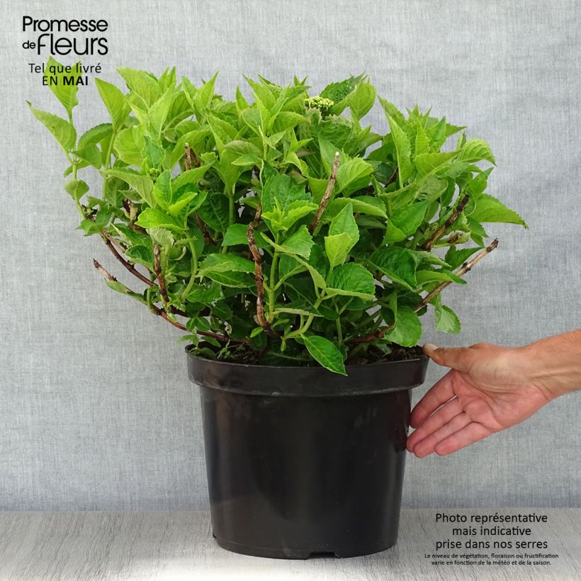 Hydrangea macrophylla Rotschwanz 7.5L/10L potShipped height around 40/50cm sample as delivered in spring